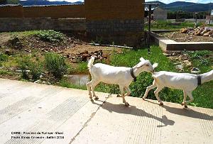067 - Shaxi